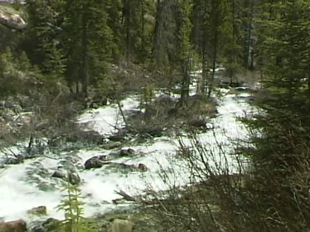 Водний струмок у гірському лісі — стокове відео