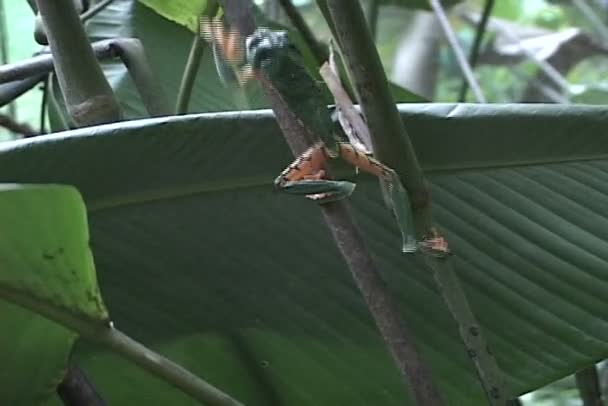 Grenouille sur branche d'arbre — Video