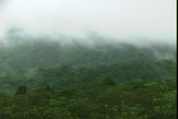Туман в джунглях Бразилії — стокове відео
