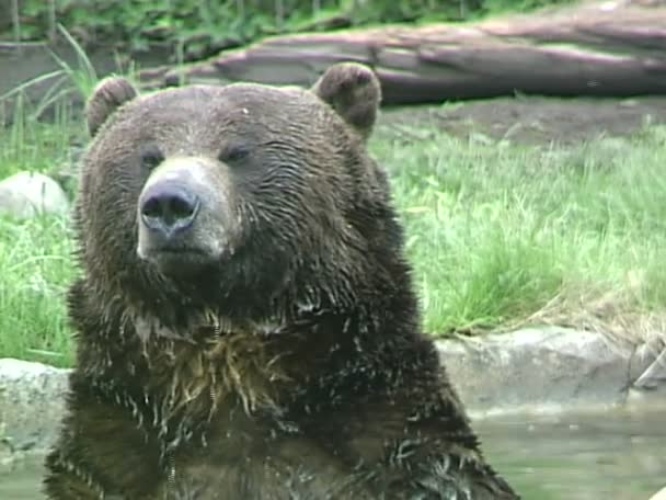 Grizzlybjörn i zoo — Stockvideo