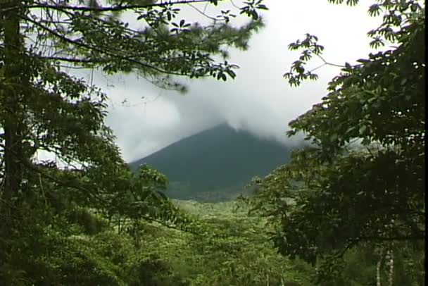 Bosque de montaña brumoso — Vídeos de Stock