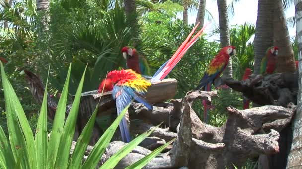 Guacamayos divertidos coloridos en el zoológico — Vídeo de stock