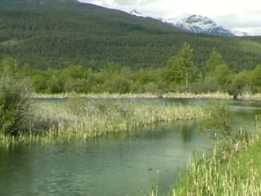Columbia River sulak