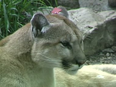 Vahşi Puma Hayvanat Bahçesi