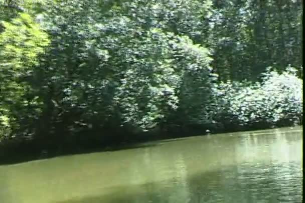 Κολυμπά βάρκα στον ποταμό στο δάσος — Αρχείο Βίντεο