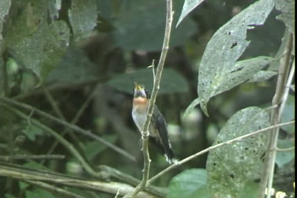 Hummingbird sitting on tree branches — Stock Video