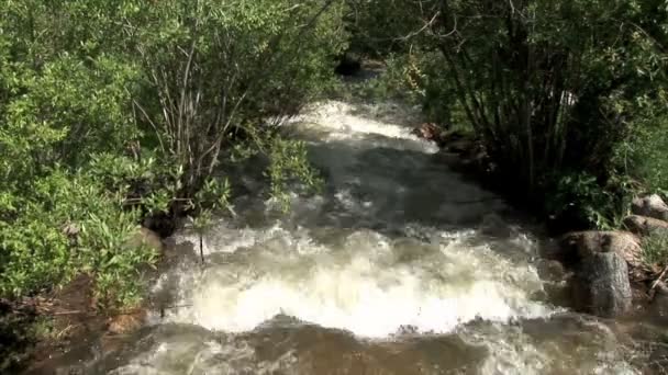 Ruscello in fiume di montagna — Video Stock