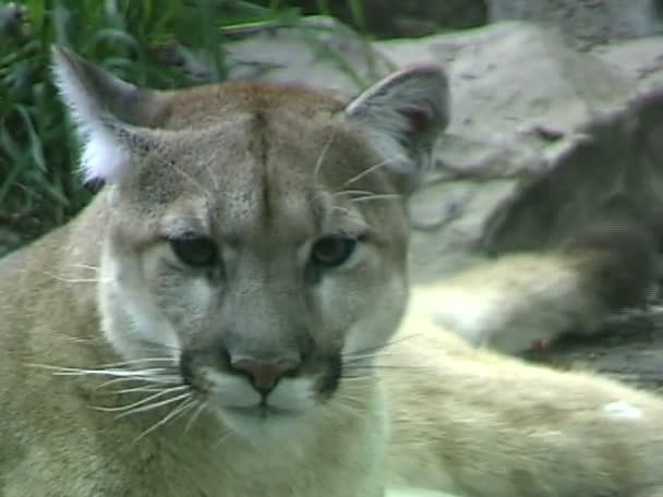 Vilda Cougar i zoo — Stockvideo