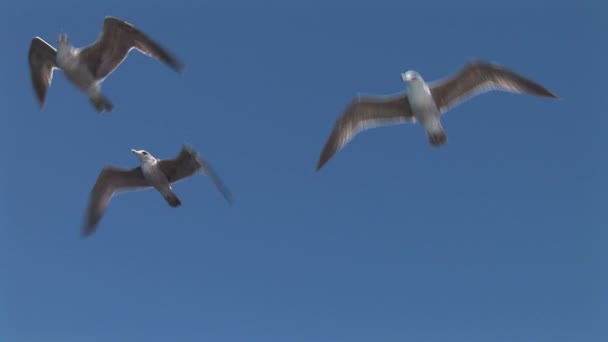 Gaviotas volando en el cielo — Vídeos de Stock