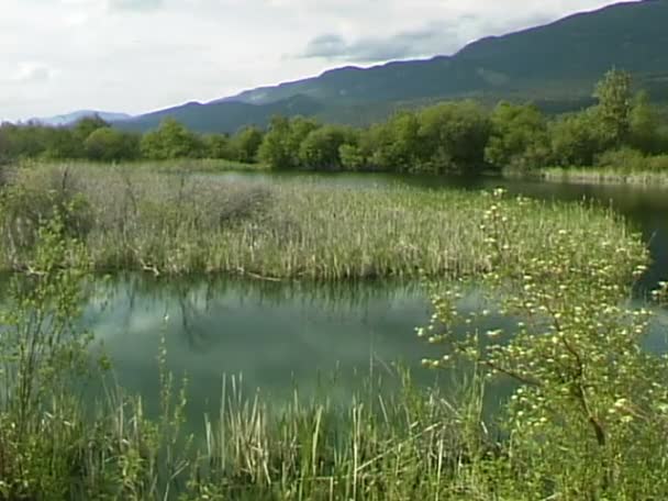 Columbia River vizes élőhelyek — Stock videók