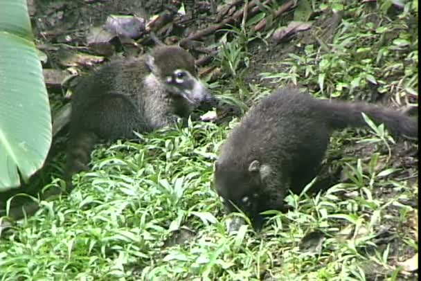 Coatis есть в лесу — стоковое видео