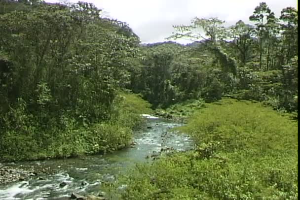 Jungle bos in Brazilië — Stockvideo