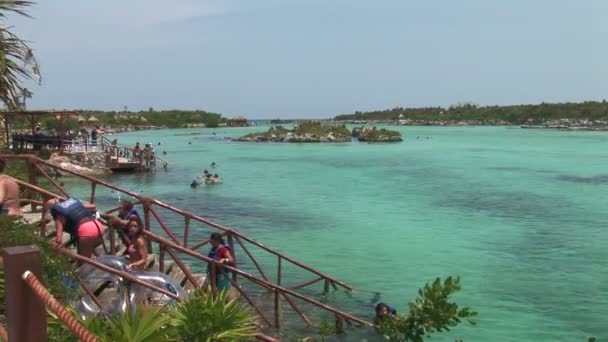 Xel Ha Cove zwemmers — Stockvideo