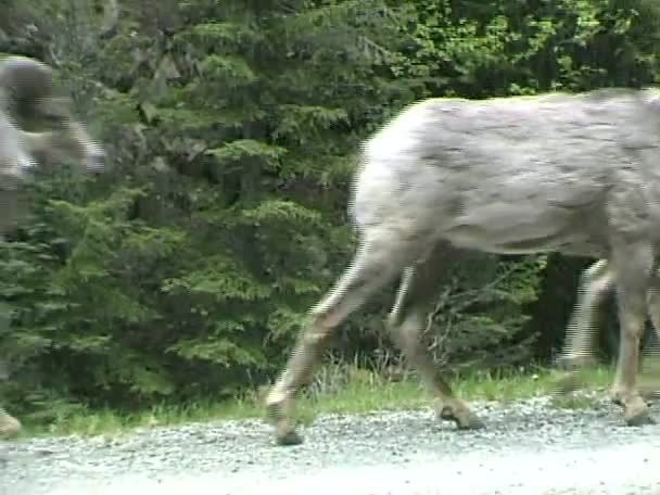 Ovejas Bighorn caminando por el camino — Vídeo de stock