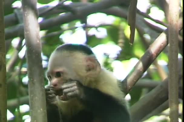 Monkey eats on tree — Stock Video