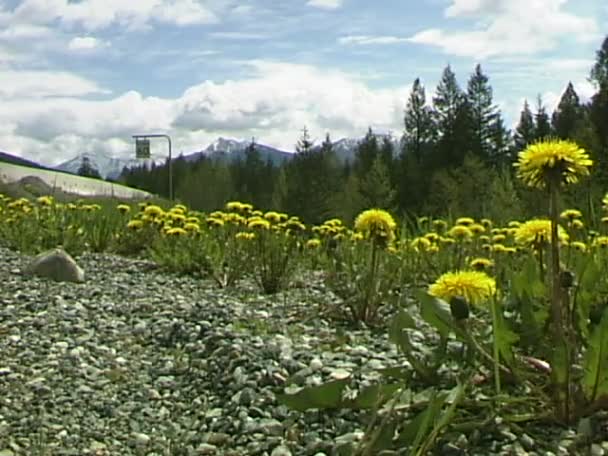 Paardebloemen groeien langs de weg — Stockvideo