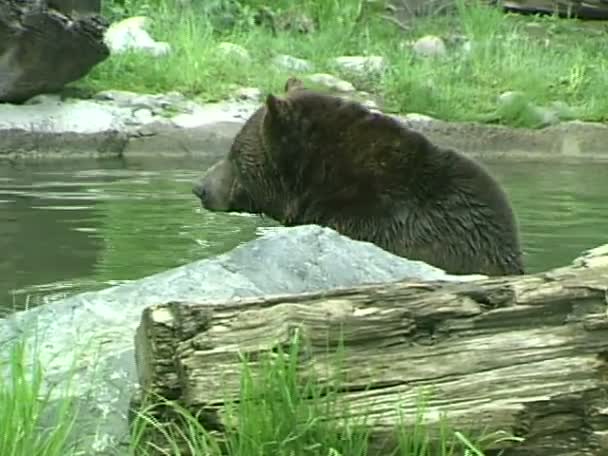 Beruang grizzly di kebun binatang — Stok Video