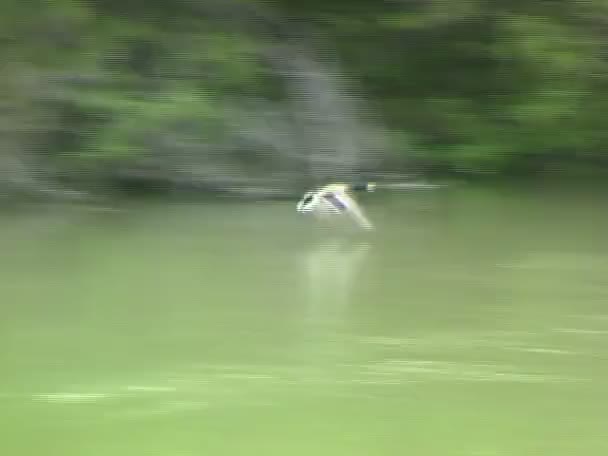 Pato volando sobre el lago — Vídeos de Stock