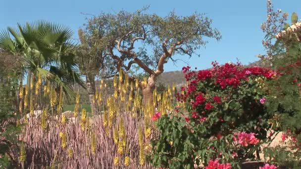 Plantas del Desierto de Cabo — Vídeo de stock