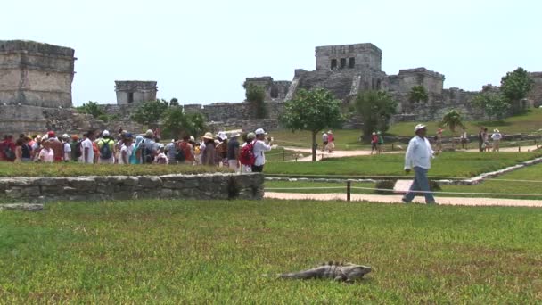 Iguana andando na grama — Vídeo de Stock