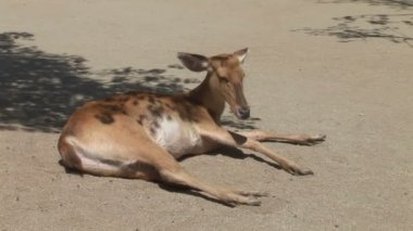 Yerde yatan vahşi geyik