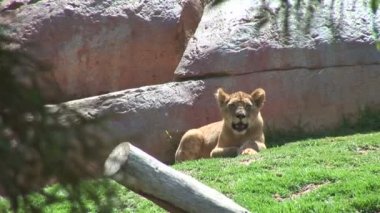 Güzel iki lionesses Hayvanat Bahçesi