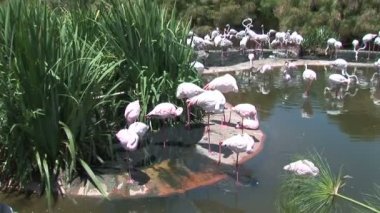 Flamingolar içme suyu gölet