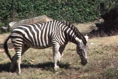 Zebra hayvanat bahçesinde yemek yiyor