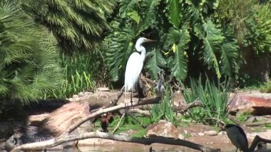 Ak balıkçıl kuşları Bahçe