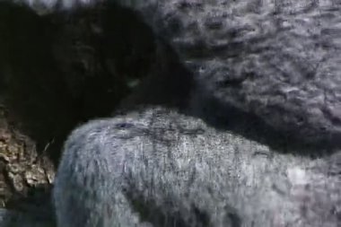 Küçük bebek annesiyle Koala