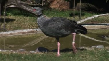 Hayvanat Bahçesi çimenlerin üzerinde yürüyüş su kuşları