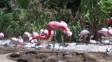 Flamingolar içme suyu gölet