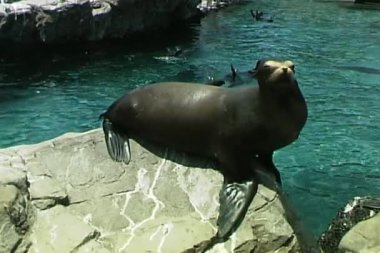 Balık yakalamak kaya üzerindeki mühür
