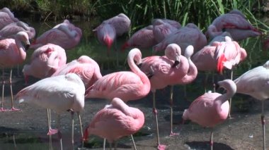 Kumlu sahilde flamingolar 