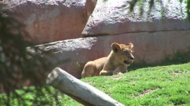 Hayvanat bahçesinde yalan güzel dişi aslan