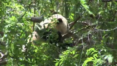 Ağaç dalı üzerinde yalan panda