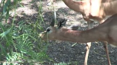 Vahşi ceylan yaprakları yiyor