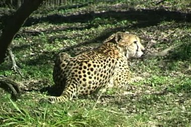 Vahşi Cheetah yerde yatan