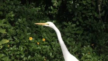 Bahçede oturan ak balıkçıl kuş