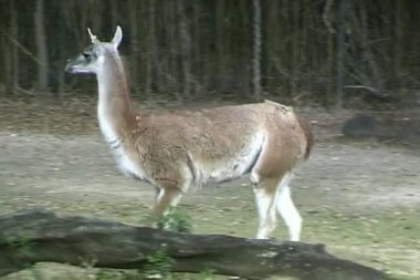 Vahşi Lama ormanda yürüyüş