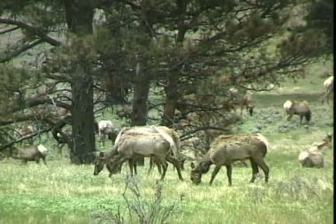 Elks yeşil çayır üzerinde otlatma