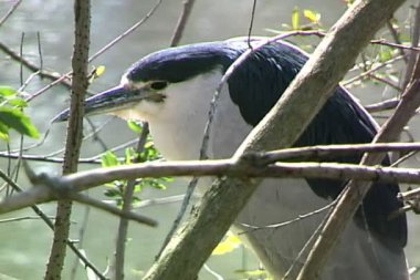 Ağaç dalları ahmak kuş