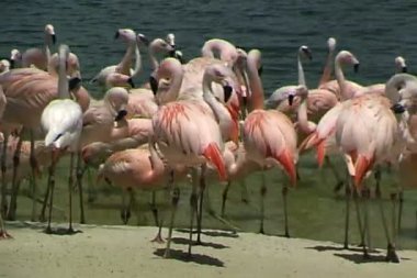 Kumlu sahilde flamingolar 