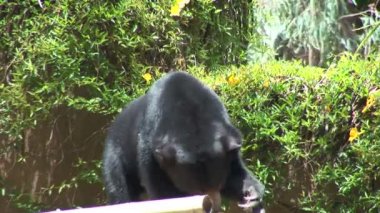 Kara Ayı hayvanat bahçesinde 