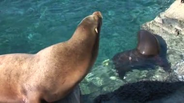 Balık yakalamak kaya üzerindeki mühür