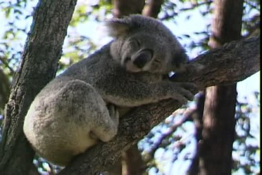Ağaç dalı üzerinde Koala uyur