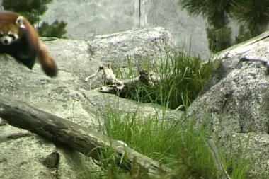 Red panda Hayvanat Bahçesi