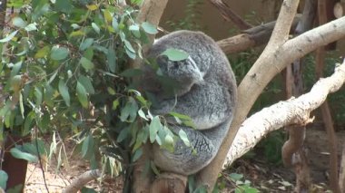 Ağaç dalı üzerinde Koala uyur
