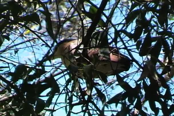 Kookaburra oiseau sur les branches des arbres — Video