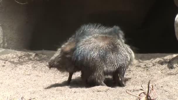 Peccaries wrijven tegen elkaar — Stockvideo